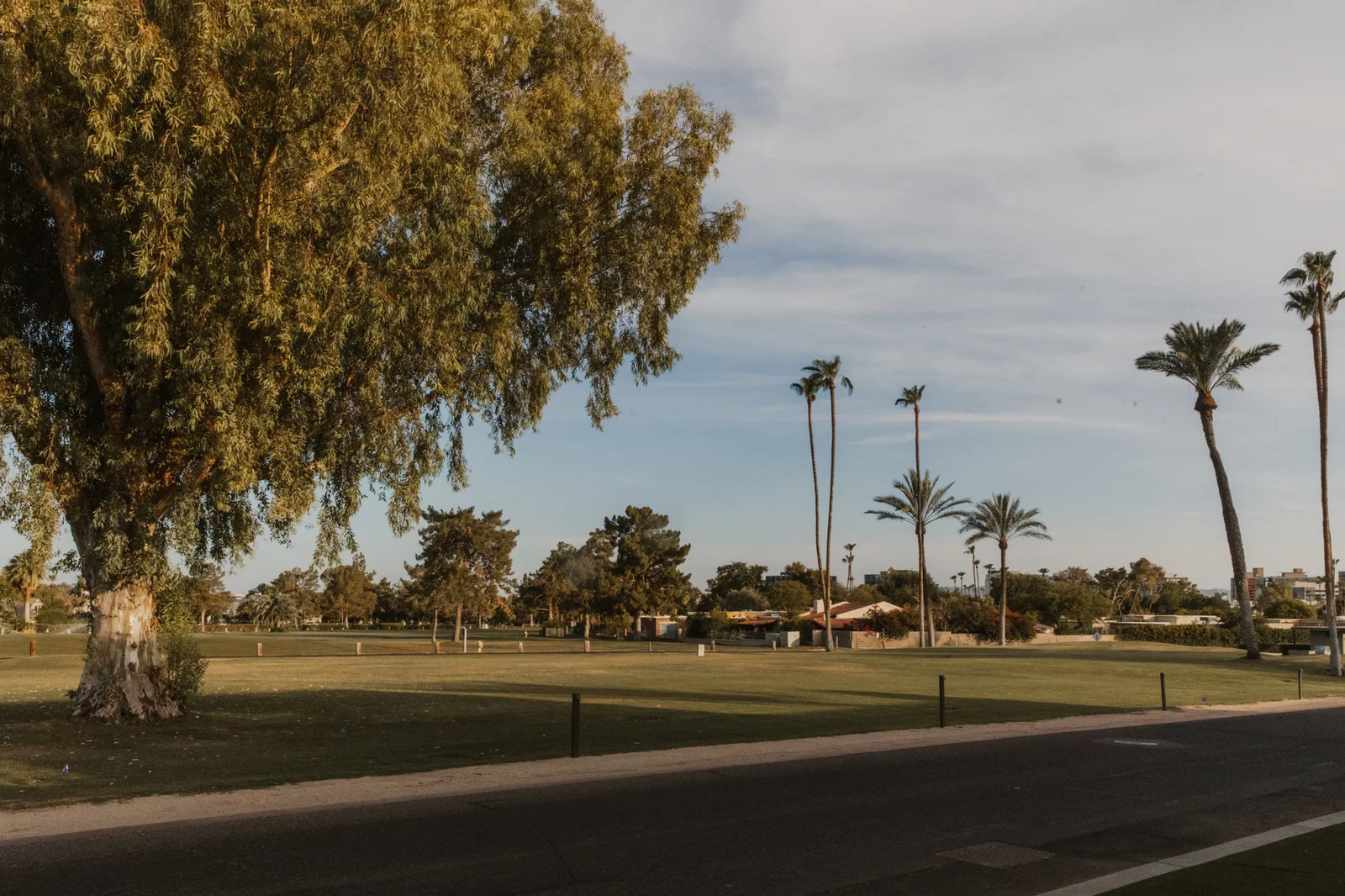 Palmer view 50